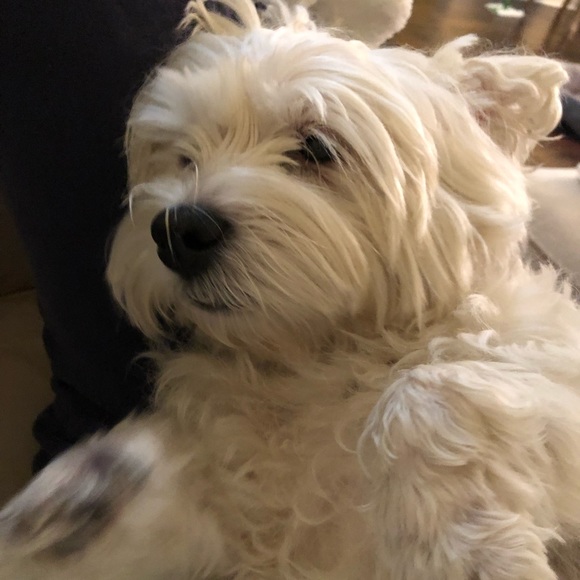 Meet your Posher, Sarah - Picture 1 of 1